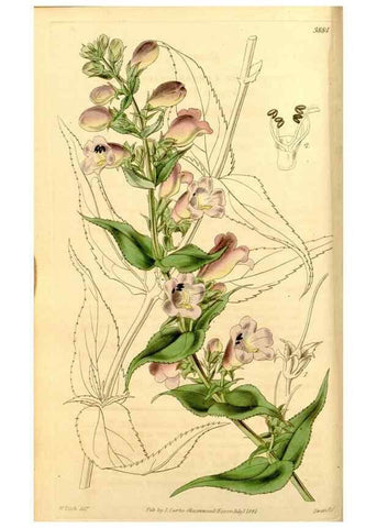 Reproducción/Reproduction 34862654990: Curtis's botanical magazine.. London ; New York [etc.] :Academic Press [etc.]