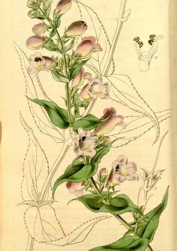 Reproducción/Reproduction 34862654990: Curtis's botanical magazine.. London ; New York [etc.] :Academic Press [etc.]
