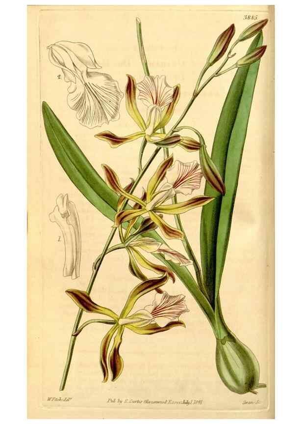 Reproducción/Reproduction 34862658060: Curtis's botanical magazine.. London ; New York [etc.] :Academic Press [etc.]