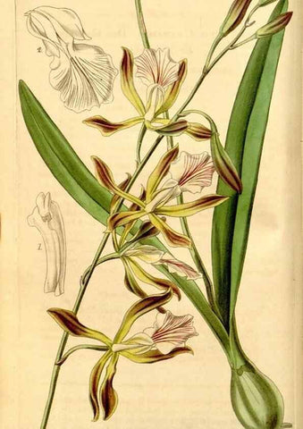 Reproducción/Reproduction 34862658060: Curtis's botanical magazine.. London ; New York [etc.] :Academic Press [etc.]
