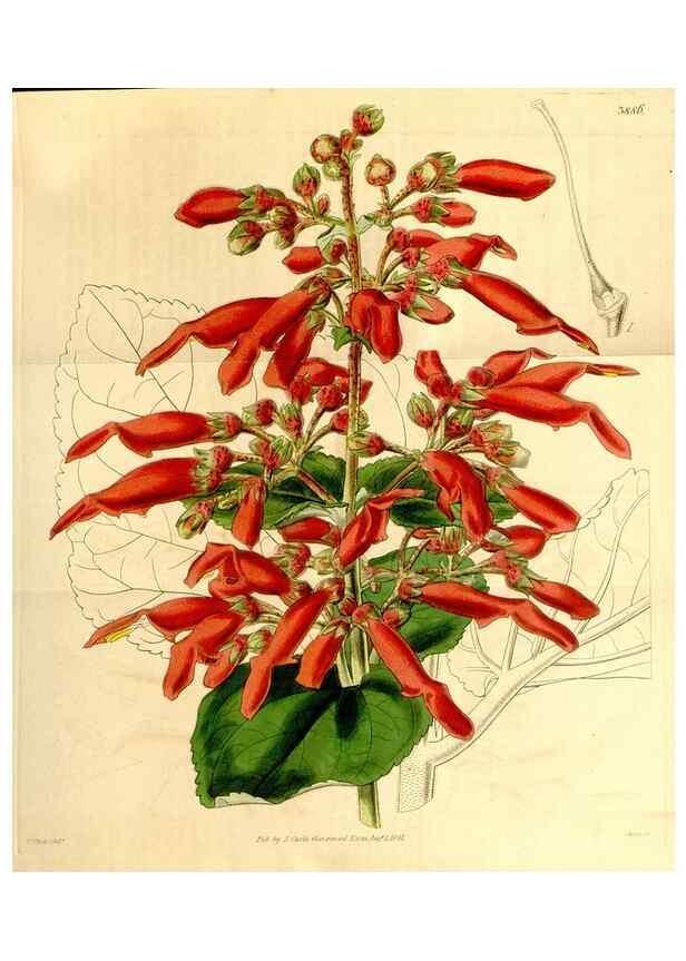 Reproducción/Reproduction 34440696933: Curtis's botanical magazine.. London ; New York [etc.] :Academic Press [etc.]