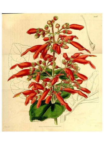 Reproducción/Reproduction 34440696933: Curtis's botanical magazine.. London ; New York [etc.] :Academic Press [etc.]