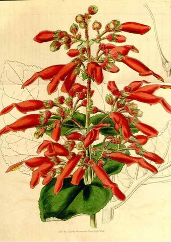 Reproducción/Reproduction 34440696933: Curtis's botanical magazine.. London ; New York [etc.] :Academic Press [etc.]