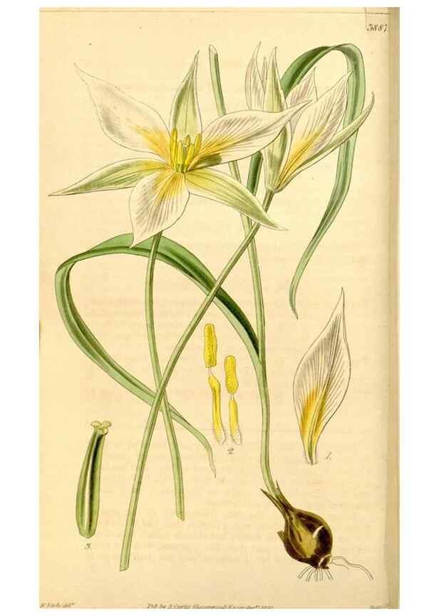 Reproducción/Reproduction 35084358262: Curtis's botanical magazine.. London ; New York [etc.] :Academic Press [etc.]
