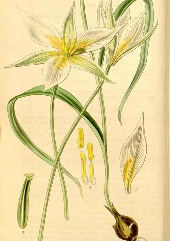 Reproducción/Reproduction 35084358262: Curtis's botanical magazine.. London ; New York [etc.] :Academic Press [etc.]