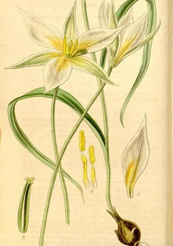 Reproducción/Reproduction 35084358262: Curtis's botanical magazine.. London ; New York [etc.] :Academic Press [etc.]