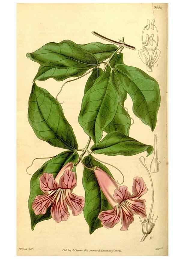 Reproducción/Reproduction 35249697975: Curtis's botanical magazine.. London ; New York [etc.] :Academic Press [etc.]