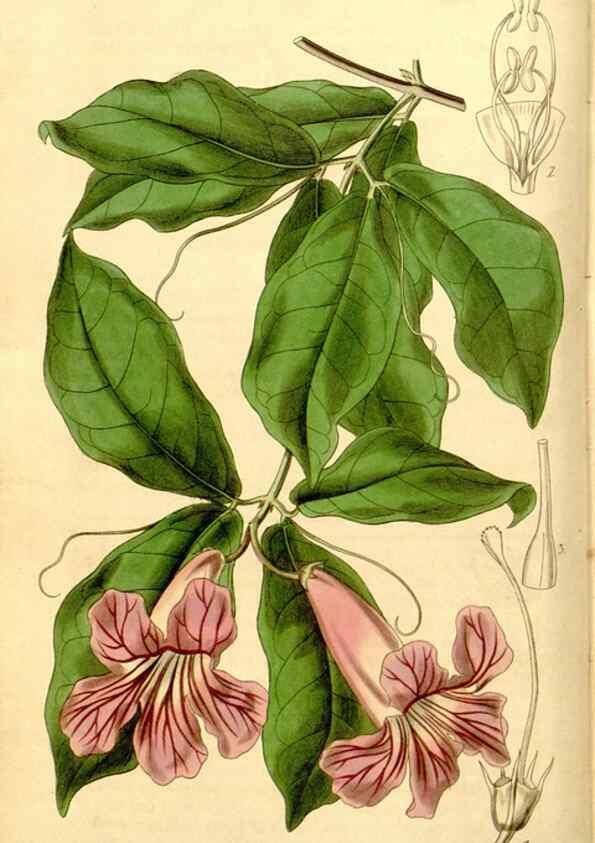 Reproducción/Reproduction 35249697975: Curtis's botanical magazine.. London ; New York [etc.] :Academic Press [etc.]