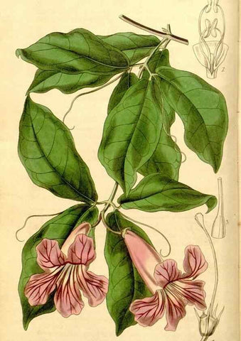 Reproducción/Reproduction 35249697975: Curtis's botanical magazine.. London ; New York [etc.] :Academic Press [etc.]