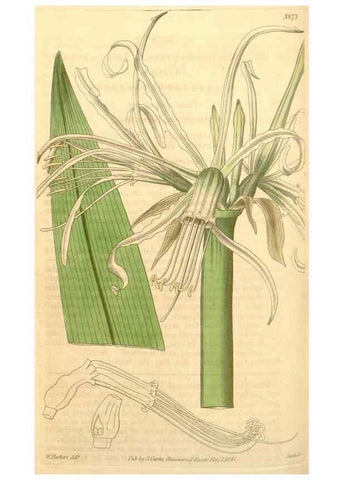 Reproducción/Reproduction 35249545325: Curtis's botanical magazine.. London ; New York [etc.] :Academic Press [etc.]