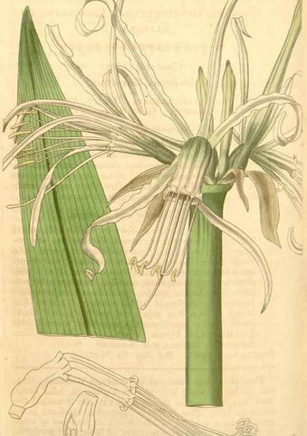 Reproducción/Reproduction 35249545325: Curtis's botanical magazine.. London ; New York [etc.] :Academic Press [etc.]