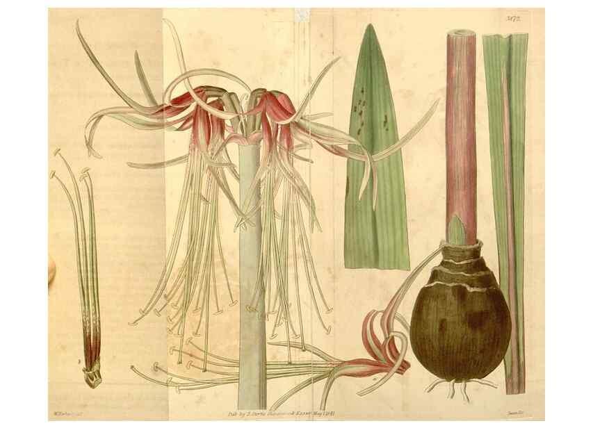 Reproducción/Reproduction 35209683926: Curtis's botanical magazine.. London ; New York [etc.] :Academic Press [etc.]