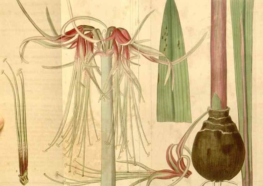 Reproducción/Reproduction 35209683926: Curtis's botanical magazine.. London ; New York [etc.] :Academic Press [etc.]