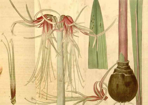 Reproducción/Reproduction 35209683926: Curtis's botanical magazine.. London ; New York [etc.] :Academic Press [etc.]