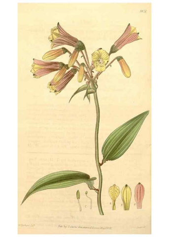 Reproducción/Reproduction 34405561364: Curtis's botanical magazine.. London ; New York [etc.] :Academic Press [etc.]