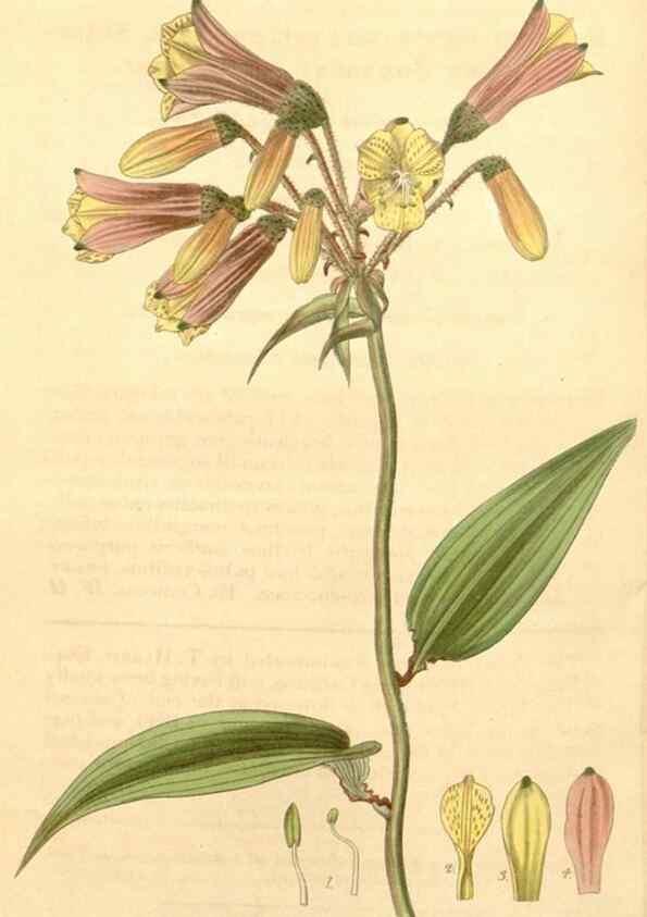 Reproducción/Reproduction 34405561364: Curtis's botanical magazine.. London ; New York [etc.] :Academic Press [etc.]