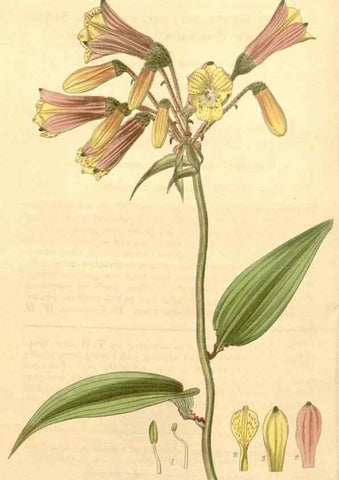 Reproducción/Reproduction 34405561364: Curtis's botanical magazine.. London ; New York [etc.] :Academic Press [etc.]