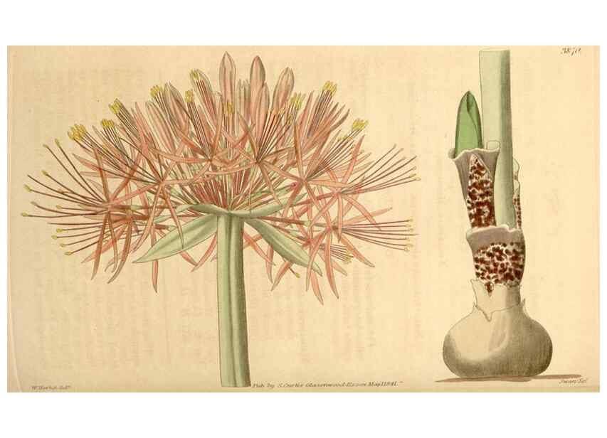 Reproducción/Reproduction 35209679826: Curtis's botanical magazine.. London ; New York [etc.] :Academic Press [etc.]