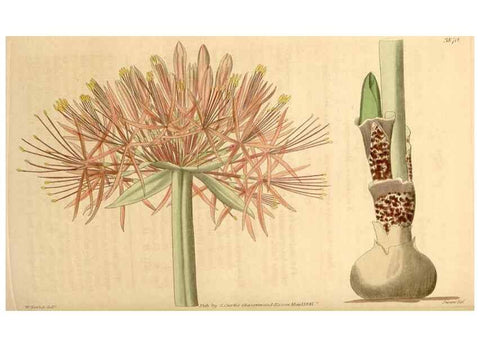Reproducción/Reproduction 35209679826: Curtis's botanical magazine.. London ; New York [etc.] :Academic Press [etc.]