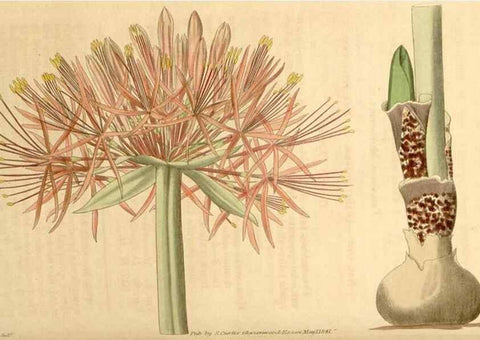 Reproducción/Reproduction 35209679826: Curtis's botanical magazine.. London ; New York [etc.] :Academic Press [etc.]