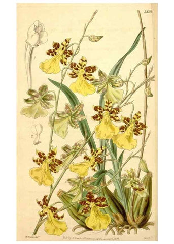 Reproducción/Reproduction 35119842981: Curtis's botanical magazine.. London ; New York [etc.] :Academic Press [etc.]
