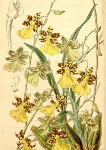 Reproducción/Reproduction 35119842981: Curtis's botanical magazine.. London ; New York [etc.] :Academic Press [etc.]