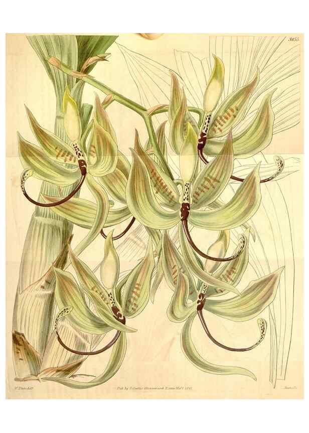 Reproducción/Reproduction 35084174032: Curtis's botanical magazine.. London ; New York [etc.] :Academic Press [etc.]