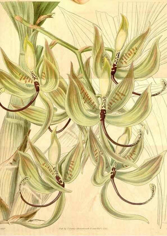 Reproducción/Reproduction 35084174032: Curtis's botanical magazine.. London ; New York [etc.] :Academic Press [etc.]