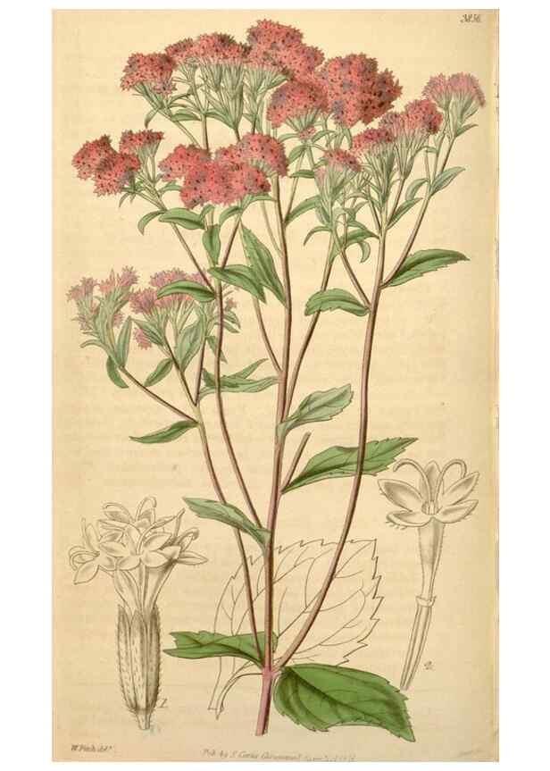 Reproducción/Reproduction 35209646396: Curtis's botanical magazine.. London ; New York [etc.] :Academic Press [etc.]