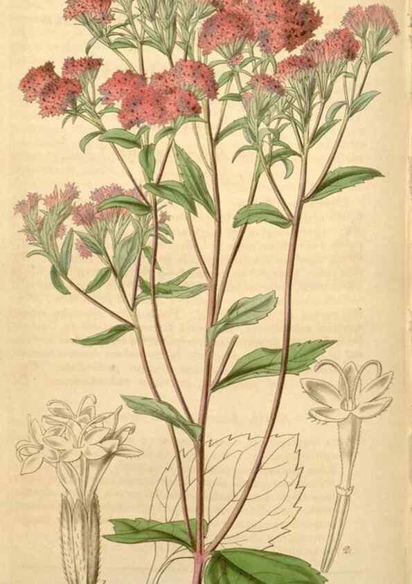 Reproducción/Reproduction 35209646396: Curtis's botanical magazine.. London ; New York [etc.] :Academic Press [etc.]