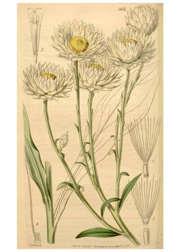 Reproducción/Reproduction 35209649826: Curtis's botanical magazine.. London ; New York [etc.] :Academic Press [etc.]