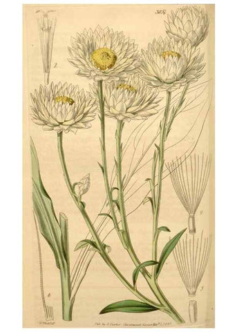 Reproducción/Reproduction 35209649826: Curtis's botanical magazine.. London ; New York [etc.] :Academic Press [etc.]