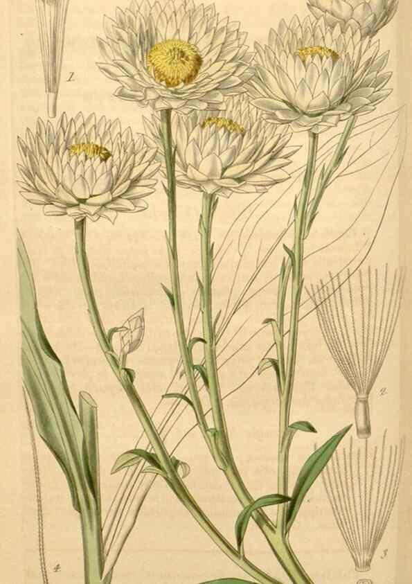 Reproducción/Reproduction 35209649826: Curtis's botanical magazine.. London ; New York [etc.] :Academic Press [etc.]