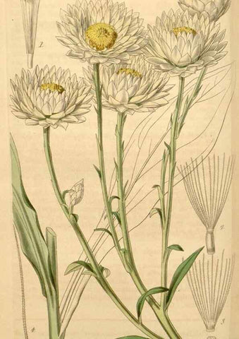 Reproducción/Reproduction 35209649826: Curtis's botanical magazine.. London ; New York [etc.] :Academic Press [etc.]