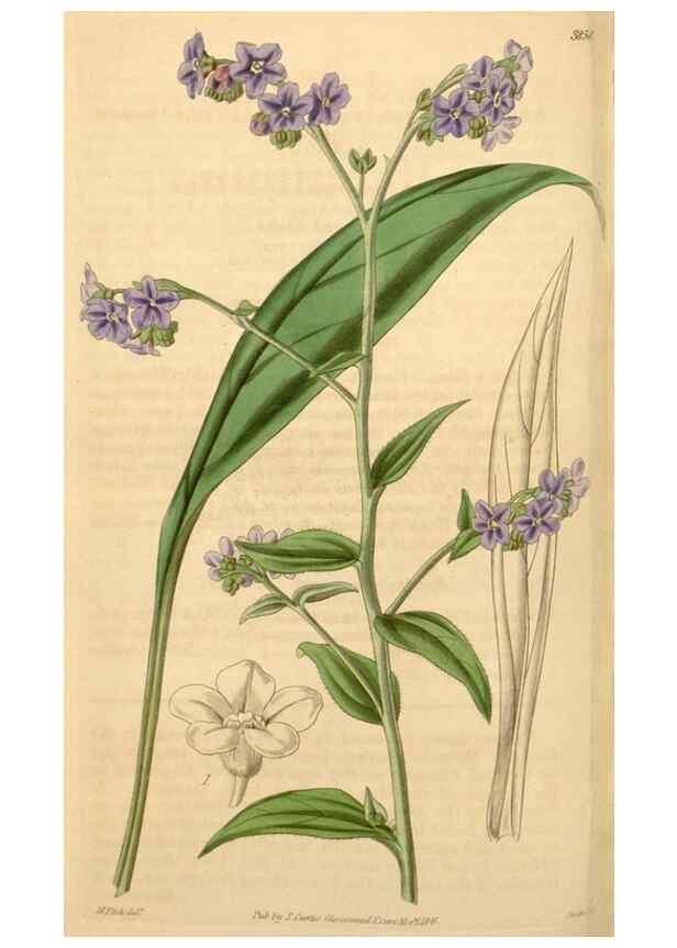Reproducción/Reproduction 34405527784: Curtis's botanical magazine.. London ; New York [etc.] :Academic Press [etc.]