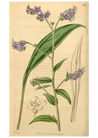 Reproducción/Reproduction 34405527784: Curtis's botanical magazine.. London ; New York [etc.] :Academic Press [etc.]