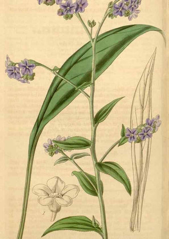 Reproducción/Reproduction 34405527784: Curtis's botanical magazine.. London ; New York [etc.] :Academic Press [etc.]