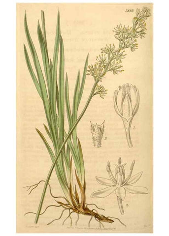 Reproducción/Reproduction 34405529774: Curtis's botanical magazine.. London ; New York [etc.] :Academic Press [etc.]