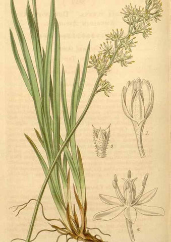 Reproducción/Reproduction 34405529774: Curtis's botanical magazine.. London ; New York [etc.] :Academic Press [etc.]
