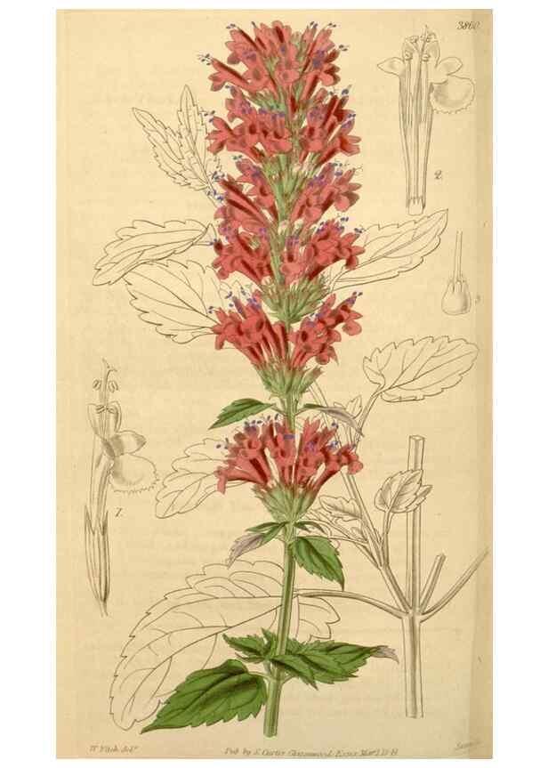 Reproducción/Reproduction 34405531724: Curtis's botanical magazine.. London ; New York [etc.] :Academic Press [etc.]