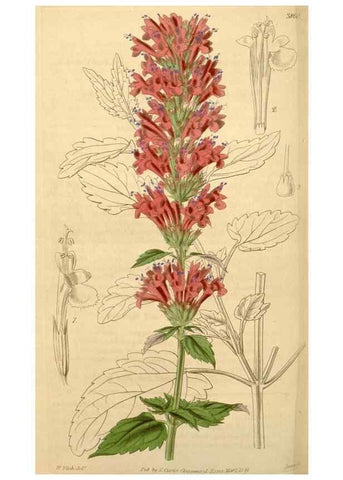Reproducción/Reproduction 34405531724: Curtis's botanical magazine.. London ; New York [etc.] :Academic Press [etc.]