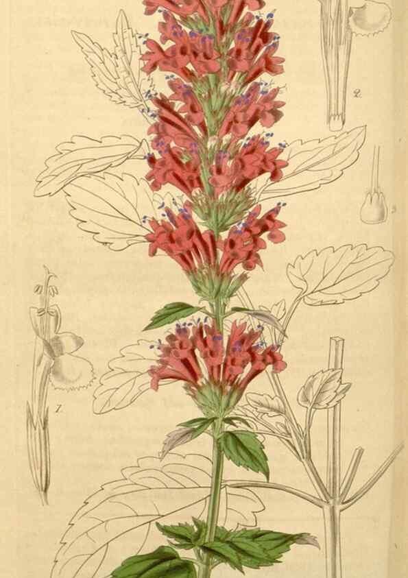 Reproducción/Reproduction 34405531724: Curtis's botanical magazine.. London ; New York [etc.] :Academic Press [etc.]