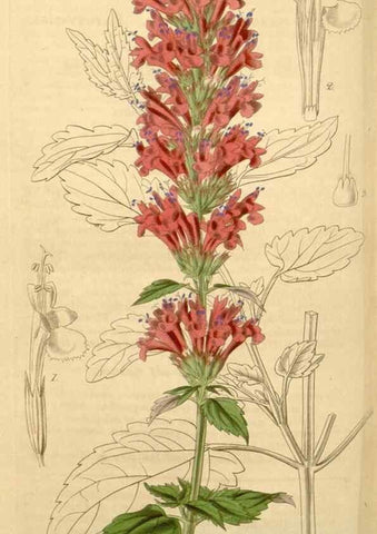 Reproducción/Reproduction 34405531724: Curtis's botanical magazine.. London ; New York [etc.] :Academic Press [etc.]