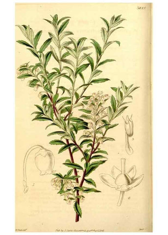Reproducción/Reproduction 35249700525: Curtis's botanical magazine.. London ; New York [etc.] :Academic Press [etc.]