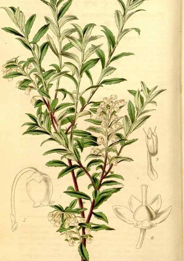 Reproducción/Reproduction 35249700525: Curtis's botanical magazine.. London ; New York [etc.] :Academic Press [etc.]