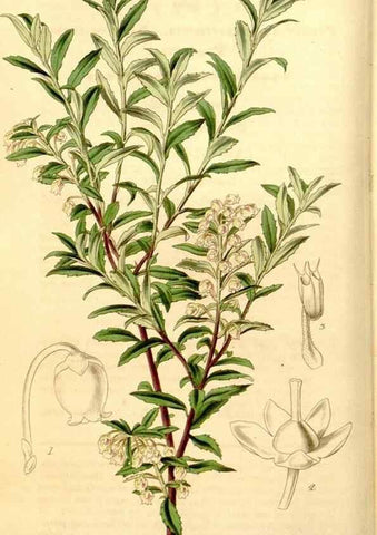 Reproducción/Reproduction 35249700525: Curtis's botanical magazine.. London ; New York [etc.] :Academic Press [etc.]