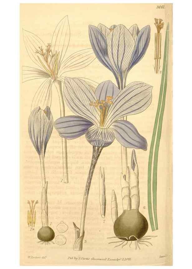 Reproducción/Reproduction 34862482970: Curtis's botanical magazine.. London ; New York [etc.] :Academic Press [etc.]