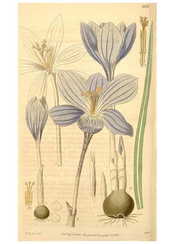 Reproducción/Reproduction 34862482970: Curtis's botanical magazine.. London ; New York [etc.] :Academic Press [etc.]