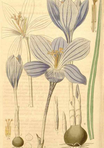 Reproducción/Reproduction 34862482970: Curtis's botanical magazine.. London ; New York [etc.] :Academic Press [etc.]