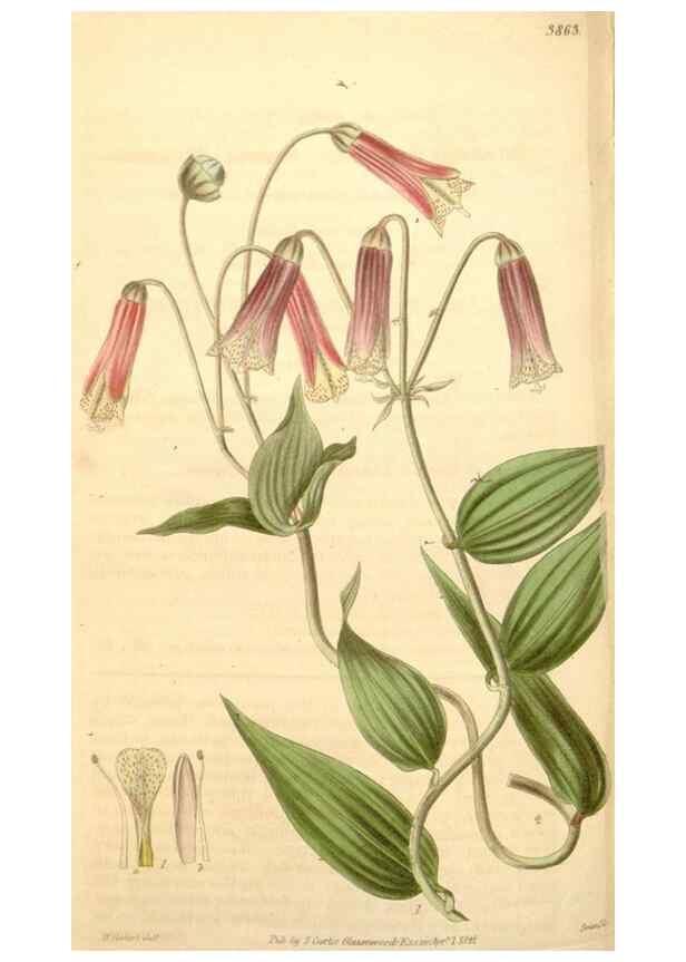 Reproducción/Reproduction 34405537734: Curtis's botanical magazine.. London ; New York [etc.] :Academic Press [etc.]